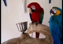 Scarlet Blue and Gold Green Wings Macaw Parrots Need a great homs