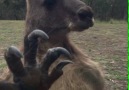 Scary Kangaroo At The Window