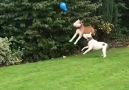 Scary Mommy Time Out - Adorable Dogs Love Playing With Balloon Facebook