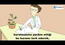 Schrödinger&kedisi bize kuantum mekaniği hakkında ne öğretebilir