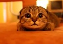 Scottish Fold kitten prepares to pounce!