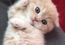 Scottish Folds are so darn cute