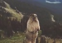 Screaming Marmot Remix