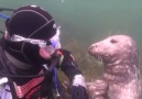 Scuba Diver Plays With Seal Underwater