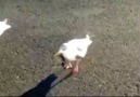 Seagull Dances