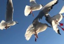 SeagullVideoSound By yoraku(Kanno Hisao)