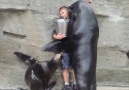 Sea lion feeding and kissing Credit JukinVideo