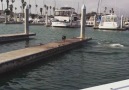 Sea Lions Chased Off Pier By Dog