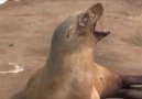 Sea lion screams in agony over her baby