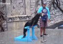 Sea Lion Sings Gnarls Barkley