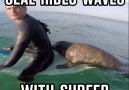 Seal Rides Waves With Surfer