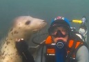 Seals are basically labradors of the sea! with Ben Burville