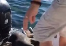 Seal Uses Boat To Escape Orcas