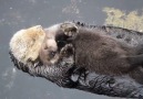 Sea otter family