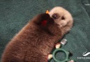 Sea Otter Pup's Incredible Story of Survival