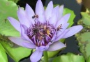 Sebahat Şahan - Karıncayı emrsiz arıları ya&
