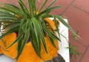 Secrets of Nature World - DIY flower pots at hom Facebook