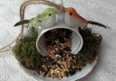 Secrets of Nature World - teacup bird feeder Facebook