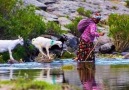 SEFİL BAYKUŞ....AŞIK GÜLABİ.