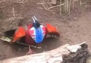 Şekilden şekile giren kuş..
