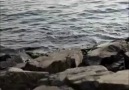 Selçuk Balci - sende sevda var ise