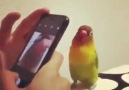 Selfie trendine kuş bile alışmış