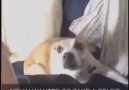 Selfie'ye Kayıtsız Kalamayan Köpek