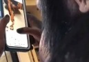 Şempanze Instagram kullanıyor