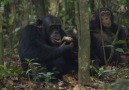 Şempanzelerin Kolobus Maymunu Avı