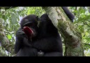 Şempanze savaşları