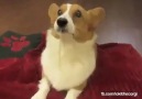 Seni çok iyi anlıyorum