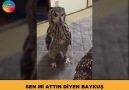 SEN Mİ ATTIN DİYEN BAYKUŞ