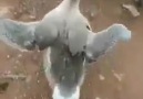 sen nasıl yürüyorsun öyle D )