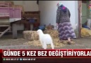 Serdar İpek - Evde Besledikleri Kuzuya Bebek Gİbi Bakıyorlar Facebook