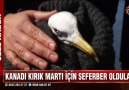 Serdar İpek - Samsun&Kanadı Kırılan Martı İçin Seferber Oldular Facebook