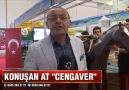 Serdar İpek - SAMSUN&KONUŞAN AT HEYKELİNE BÜYÜK İLGİ Facebook