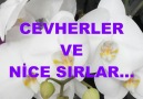 Şeref Çakmak - CEVHERLER VE NİCE SIRLAR...