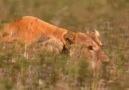 Serengetide Sıradan Bir Gün Boğma Ustası Aslan