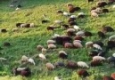 Serkan ÇAMER &Eski bir Bahar... - Hemşin Koyunu Çobanları