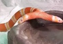 Serpent avec 2 têtes WTF - Like'n'Share