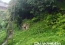 Ses hava ile butunleşince ... faili meçhul