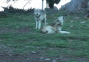 Sesinize kurban olurum sizin! (Wolf Park California)