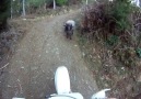 Sessizliği bozan motorcuya kızan asabi keçi! :)