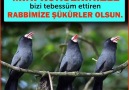 Sevgi Birliği - Kuşların Mini Konseri