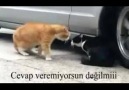 Sevgilisi fırçalayan kedi  :)