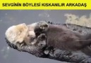 SEVGİNİN BÖYLESİ KISKANILIR ARKADAŞ!