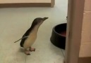 Sevilince mutlu olan penguen :)