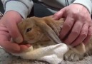 Sevilmeyince deliye dönen sevimli tavşan