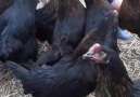 Sevil Nurtepe - Oğlum elleriyle tavuklarını besler