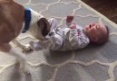 Sevimli bebeği gıdıklayıp güldüren köpek